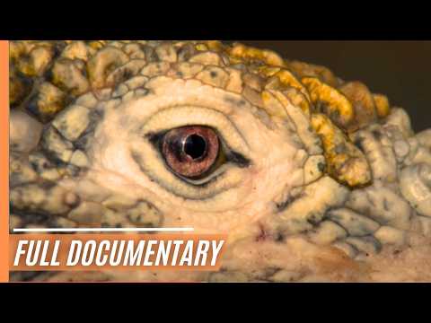 Enchanted Isles: Exploring the Unbridled Wilderness of Galapagos | Full Documentary