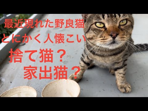 この猫は捨てられたか？家に帰れないか？#野良猫#捨て猫#家猫