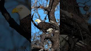 Birds of Prey : Beautiful, Powerful, Fierce! #birds #wildlife #birdphotography #shorts #fyp