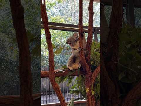 Jumping KOALA 🐨 (so cute) #vlog #koala #australia #fyp