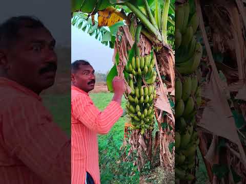 Banana Char #video #Viral#trending