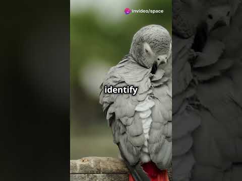 birds intelligence #youtubeshorts #birds #facts #nature #animals #wildlife #intelligence #learning