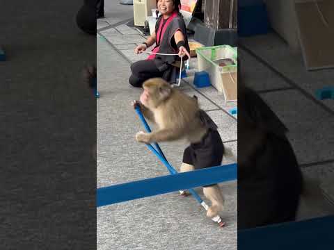 竹馬でジャンプするお猿さん　#猿回し #japanesemonkey