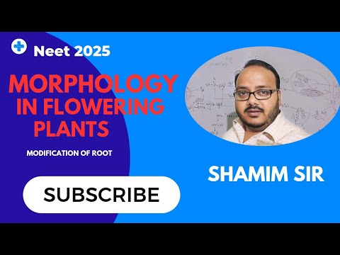 Modification of root|Morphology in Flowering plants class11