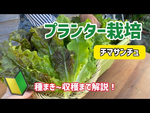 【野菜】チマサンチュのプランター栽培