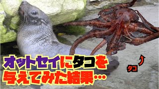 【豹変】巨大タコに理性失うオットセイ  Fur seal meets up with octopus