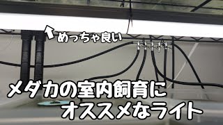 めだかの室内飼育でオススメなライトが凄かった【メダカ】