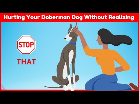 9 Ways You Are Hurting Your Doberman Dog Without Realizing