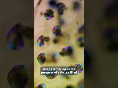 Snail Embryos Are Pretty Adorable