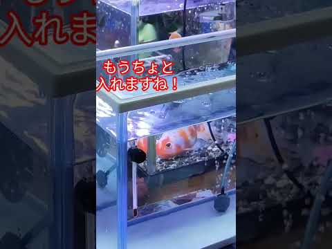 [金魚]　久しぶりに金魚お迎え😝ちびっ子可愛い…　　　#金魚#金魚水槽 #丸物金魚