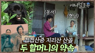 첩첩산중 지리산 산골에 시집온 두 소녀는 할머니가 되었다. ‘동서지간’에서 ‘자매’가 된 그들과 함께 하는 검둥이🌿 | 지리산 두 할머니의 약속 | KBS 인간극장 2011 방송