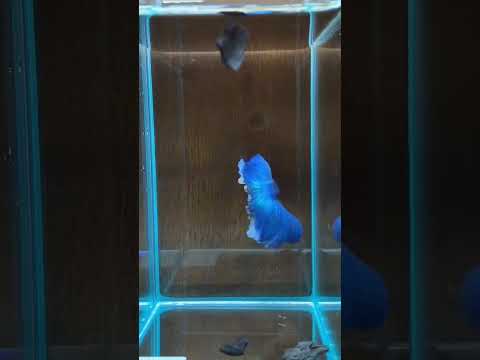 blue and white colour betta fish #bettafish #aquarium #ytshorts