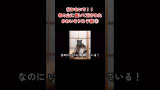 行かないで！！冬の山に置いて行かれた かわいそうな子猫②  #猫 #cat #保護猫活動 #地域猫 #保護猫 #子猫 #catrescue #rescuecat #子猫保護