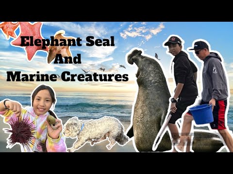 Watching elephant seal and catching some marine creatures