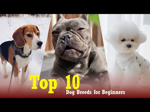 Top 10 Dog Breeds for Beginners in 2 Minutes | 10 dog breeds for first time owners of 2024