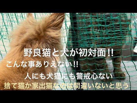 やはり、捨てられたか、帰れない野良猫💦警戒心がまったくない野良猫!#捨て猫#家猫#野良猫