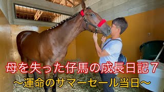 【母を失った仔馬の成長日記 Part7】運命のサマーセール当日の様子をお届け