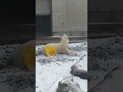 降る雪を眺めるモモ #男鹿水族館GAO #ホッキョクグマ