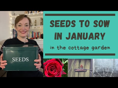 SEEDS TO SOW IN JANUARY IN THE COTTAGE GARDEN & ALLOTMENT