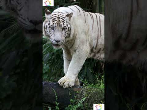 Unknown facts about tigers  #shorts #shortsfeed #animals #weirdanimals  #wildanimalfacts #facts