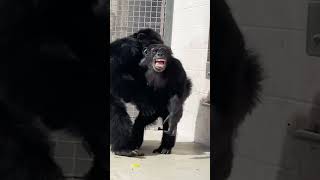 Rescued Chimpanzee Sees Sky for the First Time