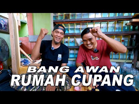 RUMAH CUPANG BANG AWAN MAIN KERUMAH GUE