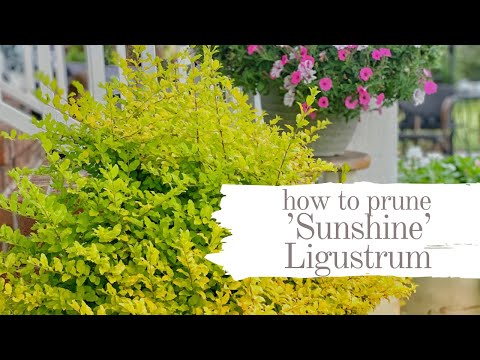 Transform Your 'Sunshine' Ligustrum: Pruning Tips for Brilliant Color!