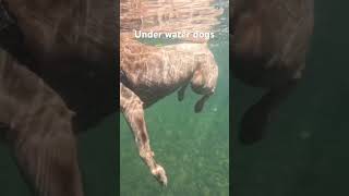 Swimming Dogs! PNW Pack Adventure #dog #dogadventures #dogpack #portland