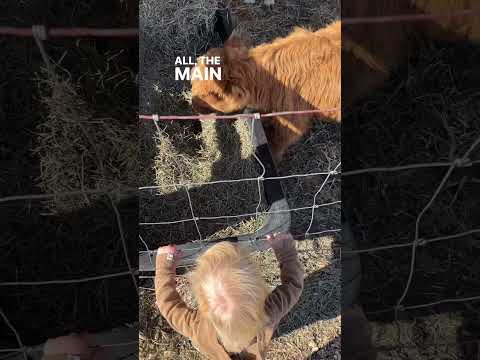 A Real Life Reindeer Farm in Tennessee