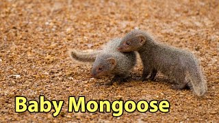 The Social Life of the Banded Mongoose: A Threatened Species