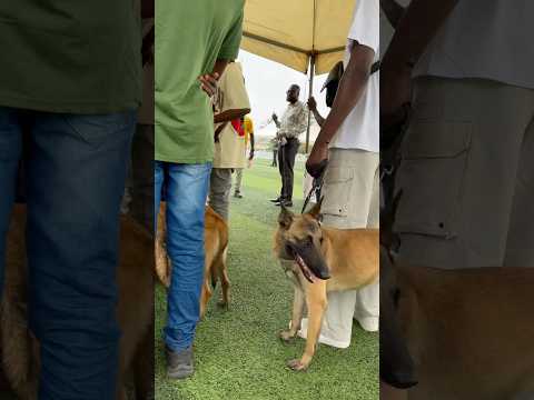 Beautiful Belgian Malinois spotted #belgianmalinois  #dog #shorts