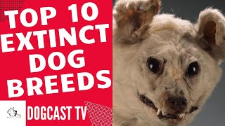 TOP 10 EXTINCT DOG BREEDS! DogCastTV!