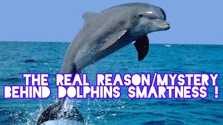 What makes Dolphins smart? 🙀 50 years of research revealed !