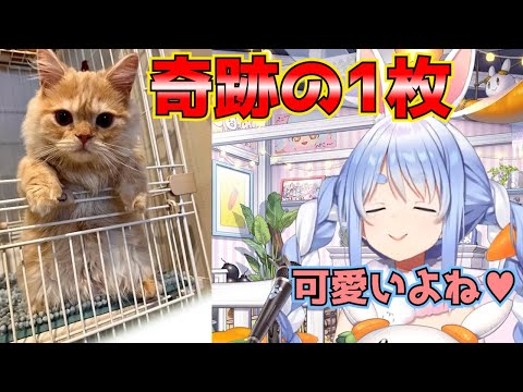 ごろちゃんの奇跡の1枚を撮る兎田ぺこら【兎田ぺこら切り抜き】