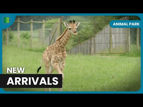 New Giraffe Calves! - Animal Park - Documentary