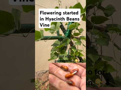 Update - Flowering in Hyacinth Beans Vine in 40 days (S-068) #shorts #youtubeshorts #garden #plants