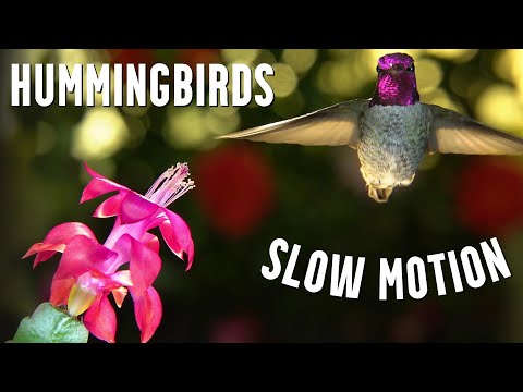 Hummingbirds in SLOW MOTION