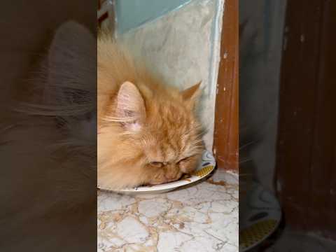 This Kitten Chicken Nugget Feast Will Melt Your Heart! 😻💕