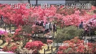 “花山”盛り　館林・つつじが岡公園