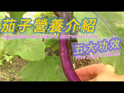 茄子營養介紹Eggplant nutrition introduction#茄子介紹#茄子#健康蔬果