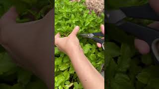 Getting FRESH Mint from the Garden 🪴 #gardenlife