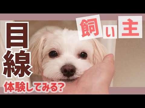 【飼い主ルーティン】もしもあなたがチワプーてぃむの飼い主だったら…？主観で体験する可愛い小型犬との一日【＃072】