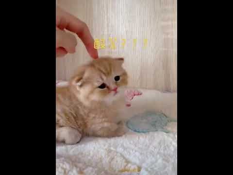 OMG So Cute ♡ Best Funny Cats and Dogs Compilation #Shorts -pet lover like you