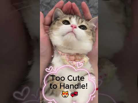 Adorable Cat Squeeze Moment! 😻💕 #catsoftiktok #cat #laughoutloudcats #cutepet #funny  #funnycats