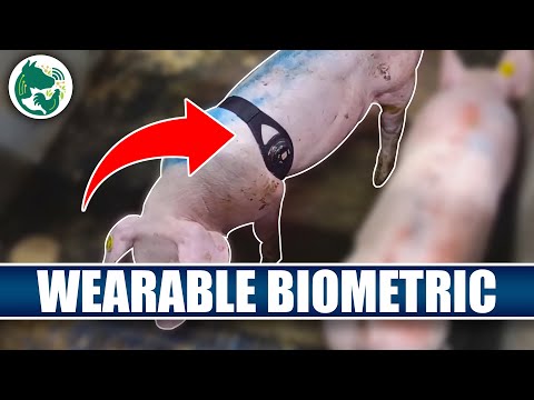 Wearable biometric sensor reveal the secrets of pig behavior