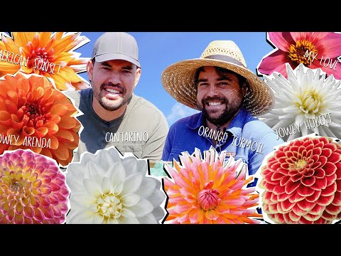 Planting a FOREST of Dahlias!