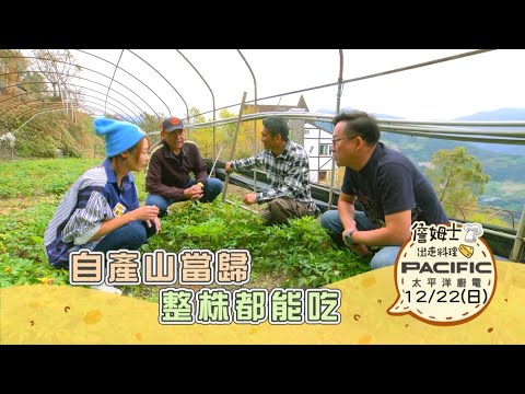 《精采預告》南投｜自產山當歸 整株都能吃-第290集-2024/12/22