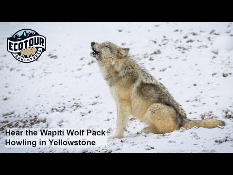 Howling Wapiti Wolf Pack