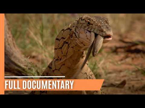 Australia’s Remarkable Reptiles - Lizards of Oz | Full Documentary