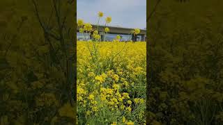 Canola flowers